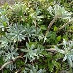 Euphorbia nicaeensisList