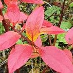 Vaccinium corymbosum Blad