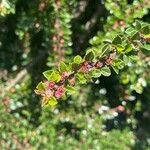 Cotoneaster nan-shan പുഷ്പം