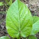 Passiflora ligularis Leaf