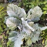 Salvia argentea Liść