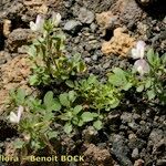 Ononis diffusa Habit