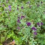 Medicago sativaLeaf