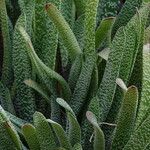 Gasteria carinata Leaf