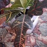 Codiaeum variegatum Leaf