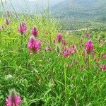 Trifolium purpureum عادت داشتن