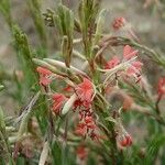 Oenothera suffrutescens പുഷ്പം