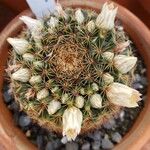 Mammillaria heyderi Fuelha