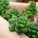 Sedum oreganum पत्ता