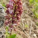 Orchis purpureaFlor