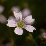 Petrorhagia saxifraga Blomst