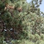 Pinus nigra Συνήθη χαρακτηριστικά