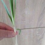 Allium ascalonicum Leaf
