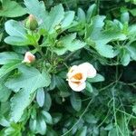 Modiola caroliniana 花