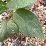 Verbascum thapsus List
