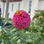 Zinnia elegansKukka