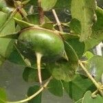 Sonneratia caseolaris Fruit