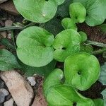 Dichondra carolinensis Feuille