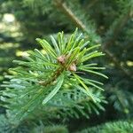 Abies nordmanniana Muu