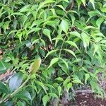 Syzygium luehmannii Листок