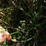 Medicago truncatula Frucht