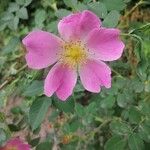 Rosa rubiginosa Fleur