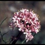 Valeriana tuberosa Flor