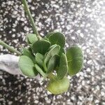 Limonium carolinianum Лист