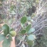 Quercus coccifera ഇല