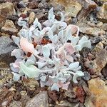 Eriogonum ovalifolium Blad