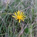 Hypochaeris radicata Flower