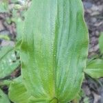 Tinantia erecta Blatt