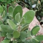 Kalanchoe dinklagei ᱛᱟᱦᱮᱸ