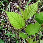 Kerria japonica Leaf