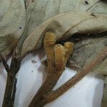 Guarea pubescens Other