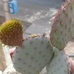 Opuntia macrocentra List