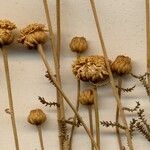 Santolina villosa Flor