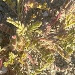 Astragalus sesameus Leaf