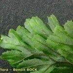 Hymenophyllum tunbrigense Іншае