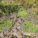 Antennaria neglecta Blatt