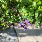 Verbena brasiliensis Blüte