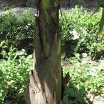 Burretiokentia hapala 樹皮