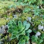 Saxifraga cotyledon 葉