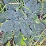 Echium plantagineum Leaf