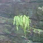 Asplenium trichomanes-ramosum অভ্যাস