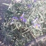 Solanum elaeagnifolium Цвят