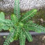 Phyllanthus amarus Blad