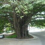 Ficus virens Habit