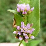 Persicaria nepalensis Λουλούδι