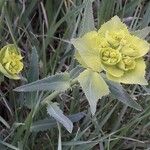 Euphorbia serrata പുഷ്പം